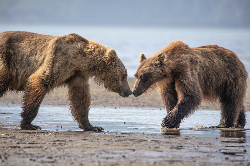 Bären im Lake Clark Nationalpark in Alaska - ©Taha Raja - stock.adobe.com