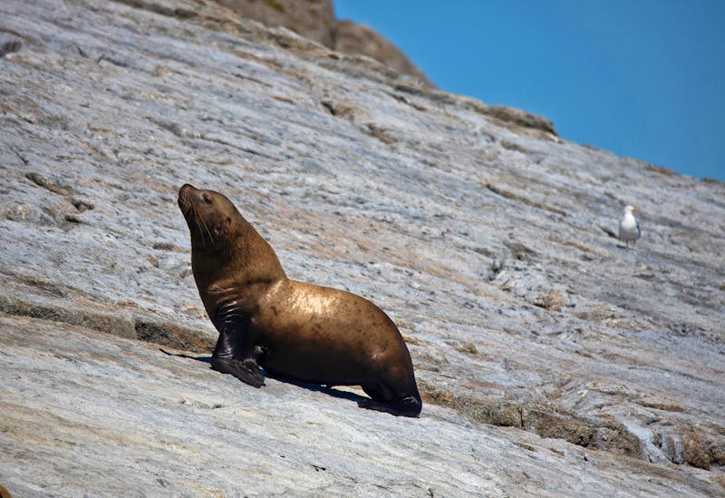 Seebär bei Seward in Alaska - ©Taha Raja - stock.adobe.com