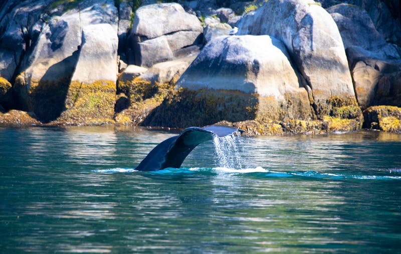 Wal im Golf von Alaska bei Seward - Kenai Fjords Nationalpark - ©Taha Raja - stock.adobe.com