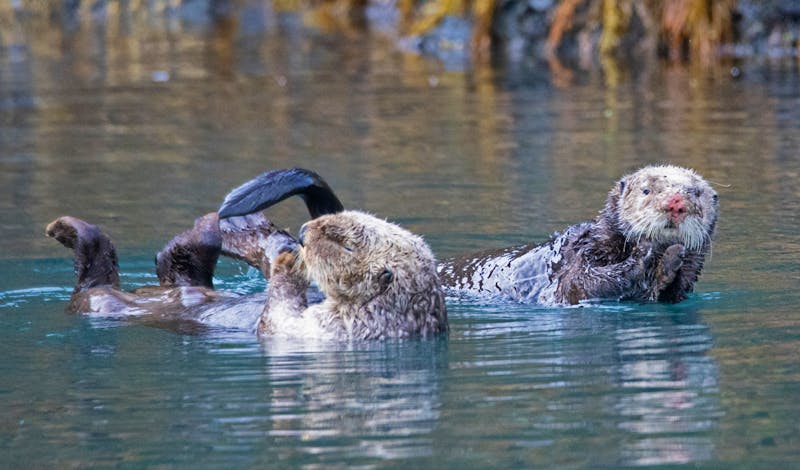 Seeotter bei Homer in Alaska - ©Taha Raja - stock.adobe.com