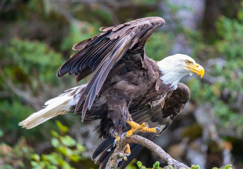 Weißkopfadler bei Homer in Alaska - ©Taha Raja - stock.adobe.com