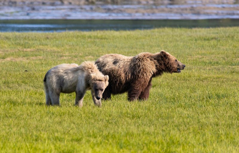 Lake Clark Nationalpark bei Homer in Alaska - ©Taha Raja - stock.adobe.com