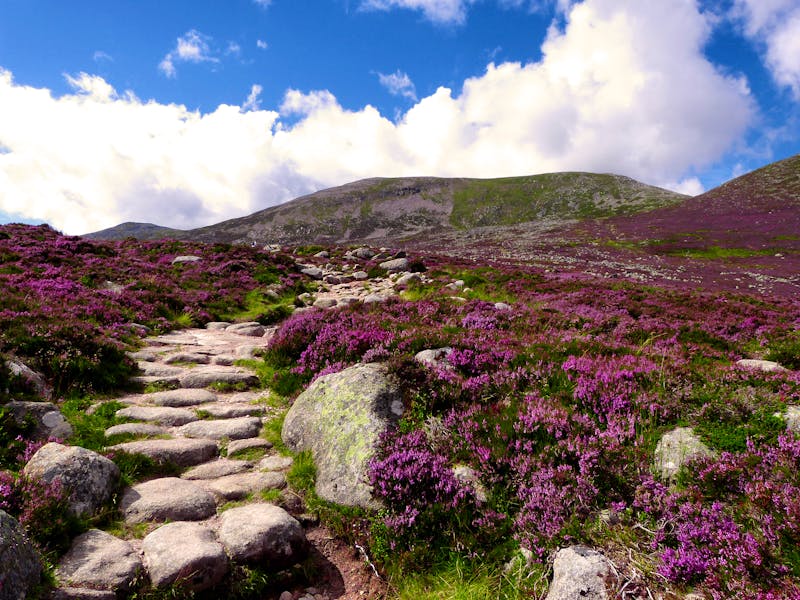 Cairngorms Nationalpark, Schottland - ©Martina - stock.adobe.com