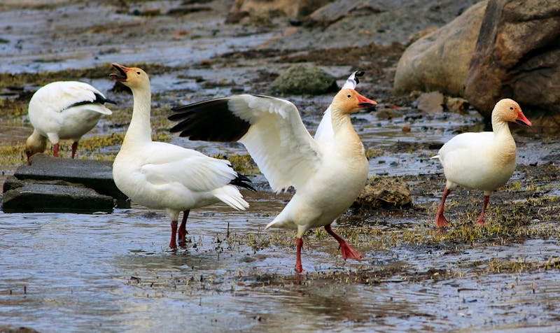 Schneegänse  - ©Pascal Huot - stock.adobe.com