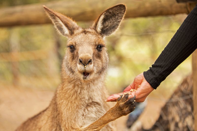 Känguru im Wildpark - ©Matt Palmer - stock.adobe.com