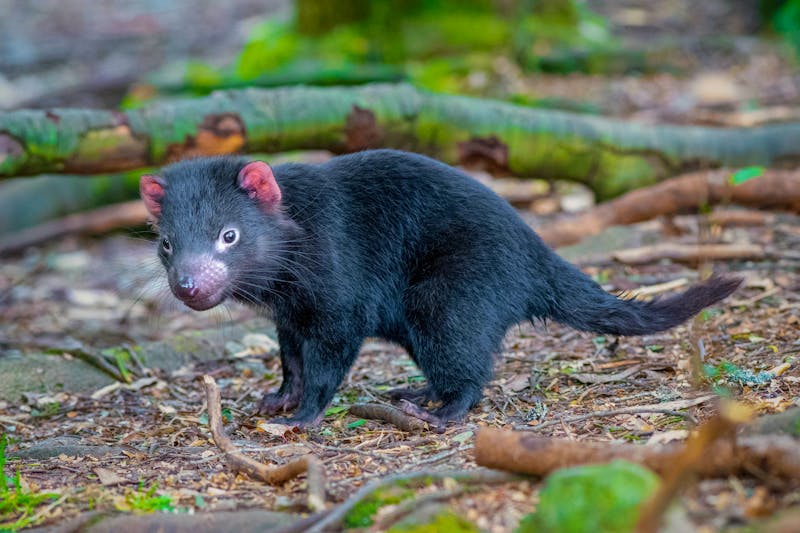 Tasmanischer Teufel - ©SatheeshRajh - stock.adobe.com