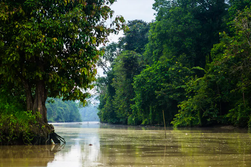 Bootsfahrt auf dem Fluss Kinabatangan - &copy;fisher_y - stock.adobe.com