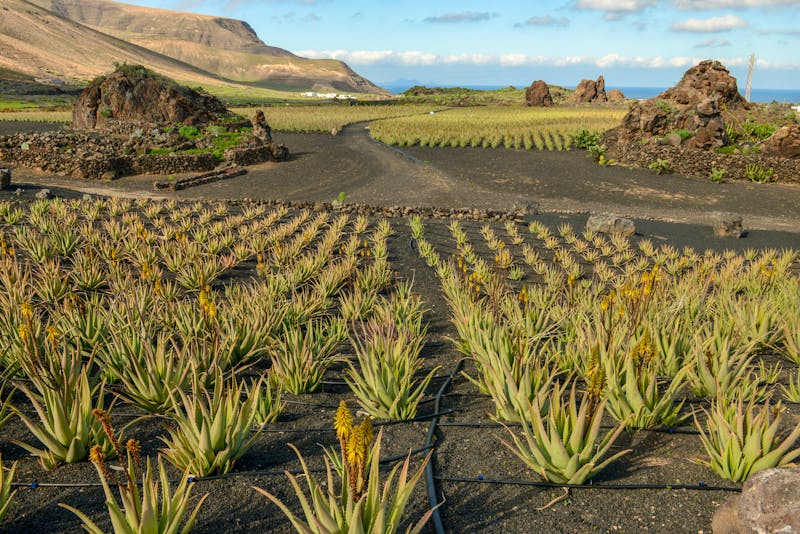 Aloe Vera Farm bei Orzola auf Lanzarote - ©Fotoember - stock.adobe.com
