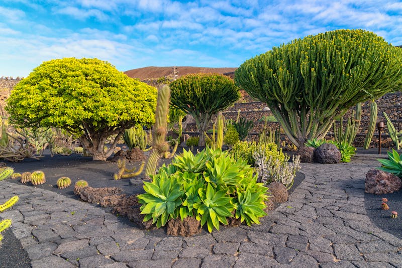 Jardin de Cactus - Kakteen-Garten auf Lanzarote - ©Giedre - stock.adobe.com