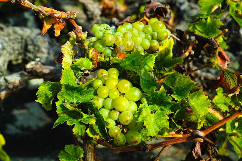 Lanzarote - Weinanbau in der Region La Geria - ©barmalini 2017 - stock.adobe.com