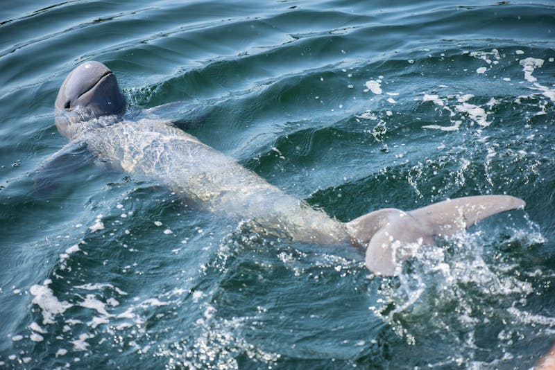 Irrawaddy Delfin im Kuching Wetlands Nationalpark - ©isuaneye - stock.adobe.com