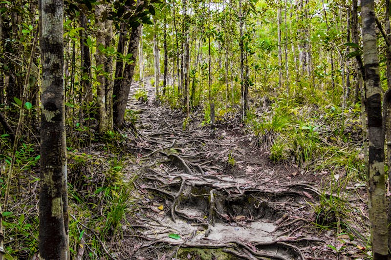 Wanderung im Bako-Nationalpark - ©PIC by Femke - stock.adobe.com
