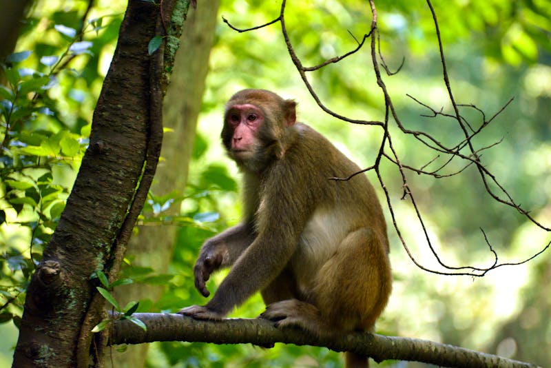 Makakken im Bako-Nationalpark - ©youm - stock.adobe.com