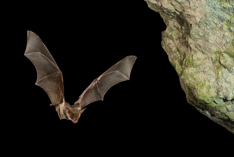Fledermaus in einer Höhle - ©JAH - stock.adobe.com