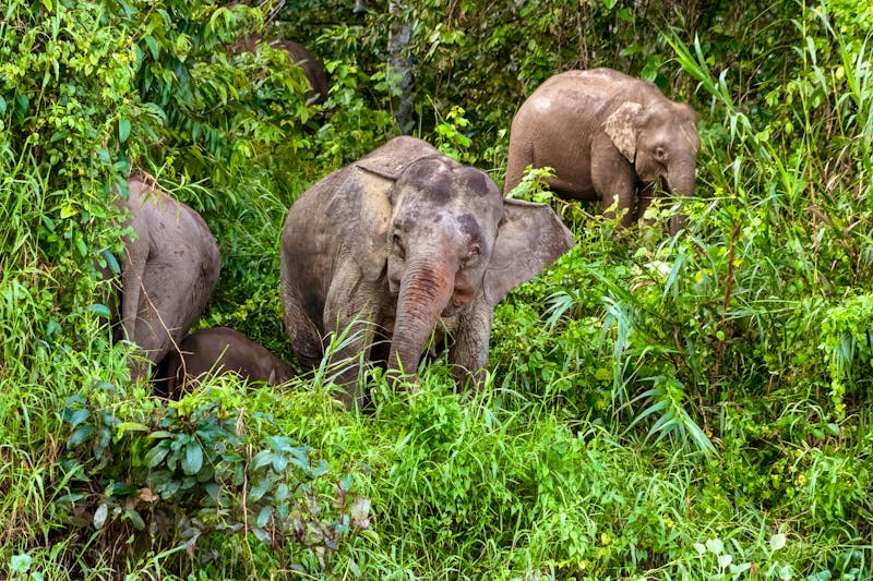 Elefant am Kinabatangan Fluss - ©Kaitlind - stock.adobe.com