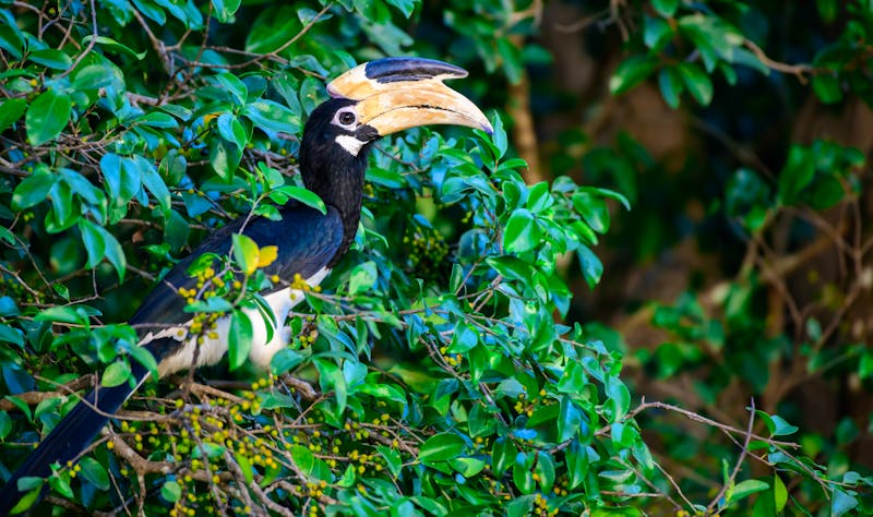 Nashornvogel - ©nilanka - stock.adobe.com