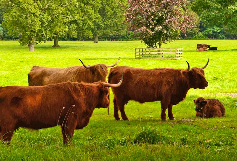 Highland Rinder am Glamis Castle in Schottland - ©Konrad Füssel - Eberhardt TRAVEL