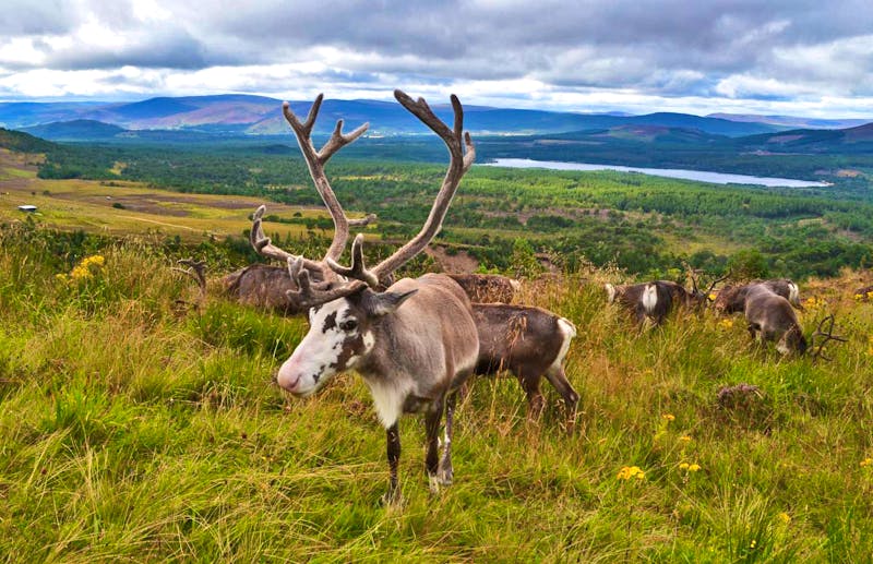 Rentiere in den Cairngorm Mountains - ©Konrad Füssel - Eberhardt TRAVEL