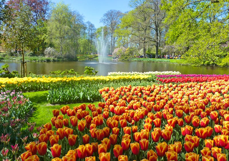 Blumenteppiche im Keukenhof - ©Kerstin Hugel - Eberhardt TRAVEL