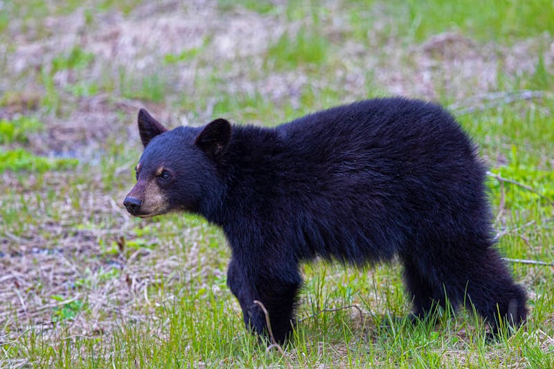 Junger Schwarzbär im Cape Breton Highlands Nationalpark - ©Michel J.S. Soucy - stock.adobe.com