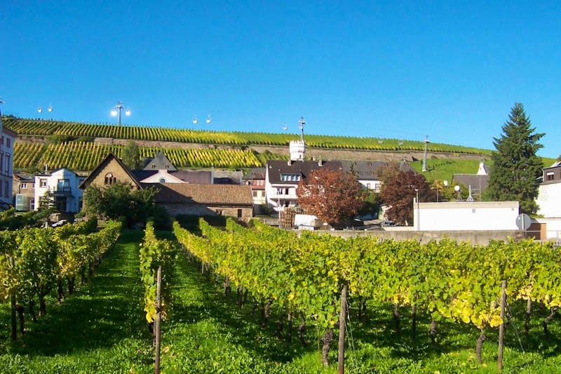 Weinanbau in Rüdesheim am Rhein - ©Gisela Gerlach - Eberhardt TRAVEL