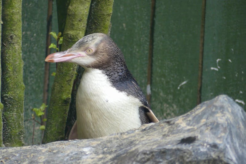 Gelbaugenpinguin im Schutz-Zentrum auf der Otago-Halbinsel - ©Frank Nimschowski - Eberhardt TRAVEL