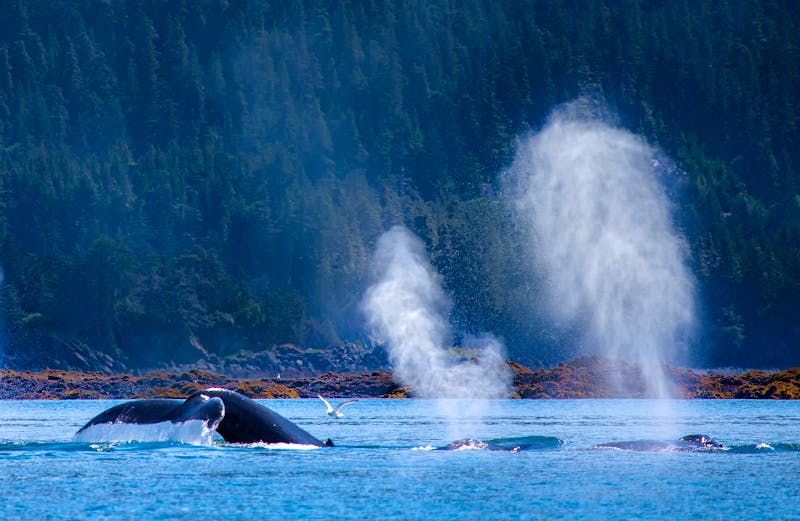 Buckelwale bei Juneau in Alaska - ©matthew knutson - stock.adobe.com