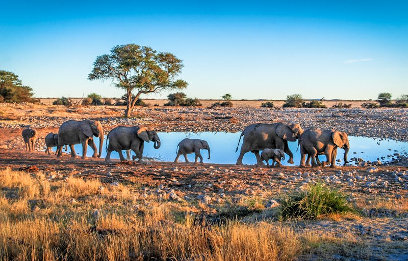 Elefanten im Etosha Nationalpark in Namibia - ©Simone - stock.adobe.com