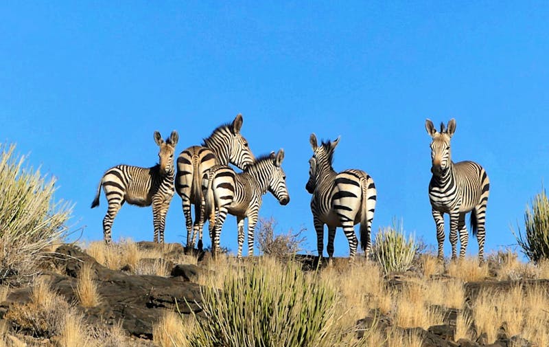 Bergzebras am Fish River Canyon - ©Annett Müller