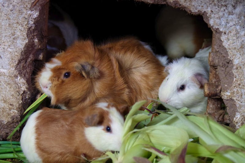 Meerschweinchen in Pisaq - Peru - ©Juliane Schwarze - Eberhardt TRAVEL