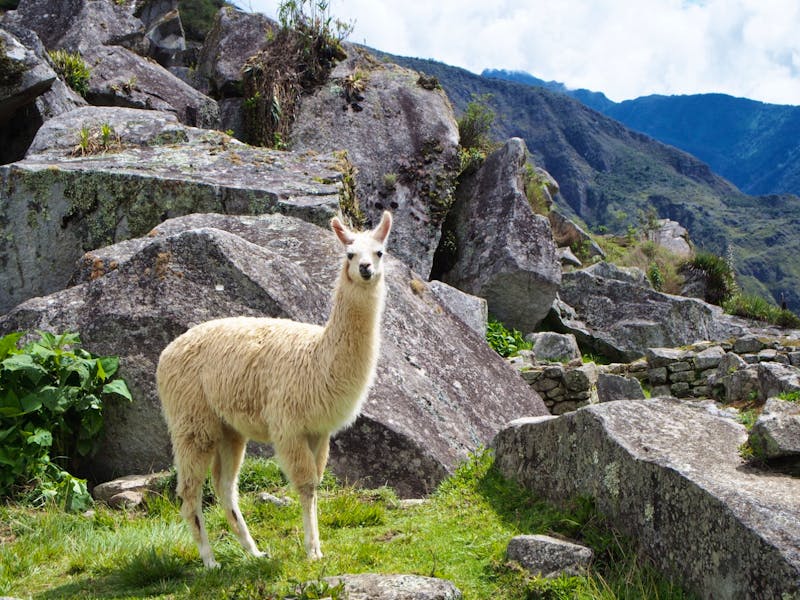 Lama in Machu Picchu - ©Sinah Witzig - Eberhardt TRAVEL