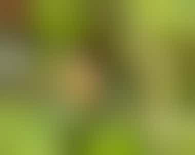 Ein Kolibri im Monteverde Nationalpark  - ©Edda Dupree - stock.adobe.com