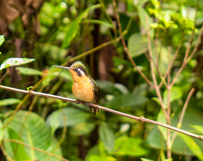 Ein Kolibri im Monteverde Nationalpark  - ©Edda Dupree - stock.adobe.com