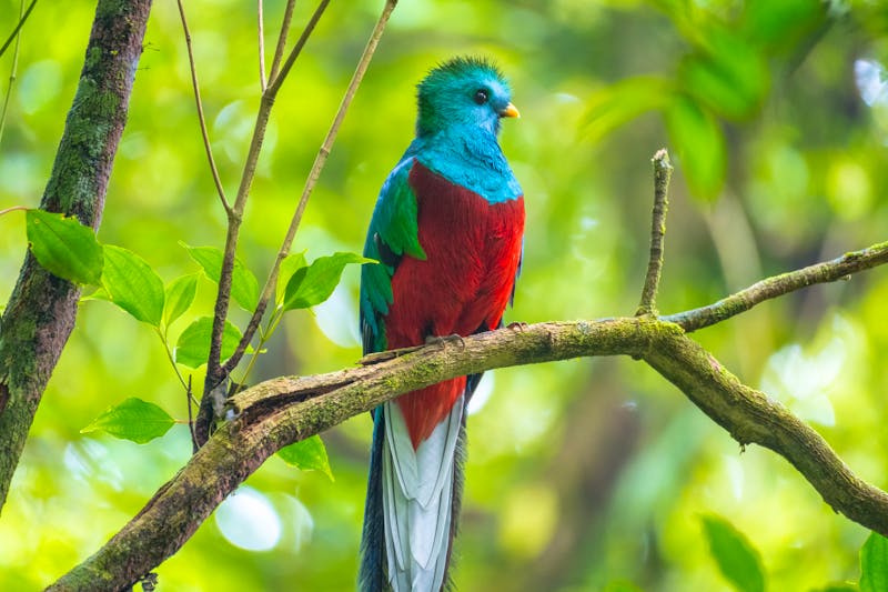 Quetzal - Vogel - im Monteverde Nationalpark  - ©Dudarev Mikhail - stock.adobe.com