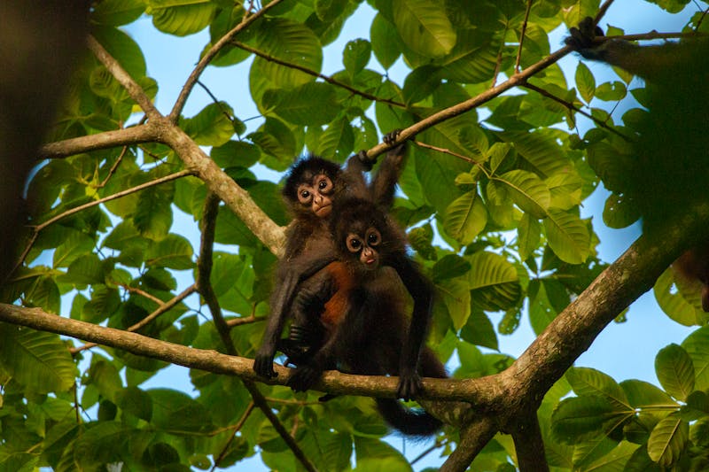 Klammeraffen im Corcovado-Nationalpark in Costa Rica  - ©Miguel - stock.adobe.com