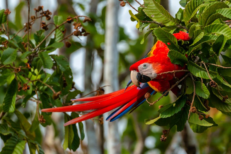 Ein Scharlachroter Ara im Corcovado-Nationalpark  - ©Miguel - stock.adobe.com