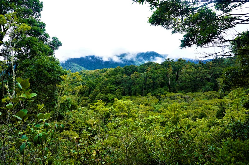 Blick über den Nebelwald in San Gerardo de Dota  - ©pisces2386 - stock.adobe.com