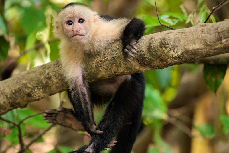 Ein Weißkopfkapuziner-Affe im Corcovado-Nationalpark  - ©jibz - stock.adobe.com