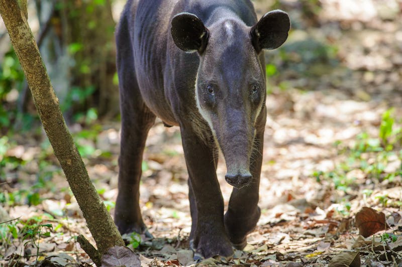 Ein Tapir im Corcovado-Nationalpark  - ©salparadis - stock.adobe.com