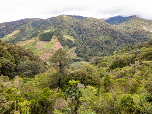 Der Tropische Bergwald am Cerro de la Muerte  &ndash; &copy; Edda Dupree - stock.adobe.com