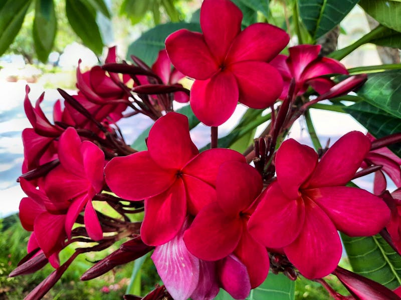 Singapur, Botanischer Garten - ©Franziska Bergmann - Eberhardt TRAVEL