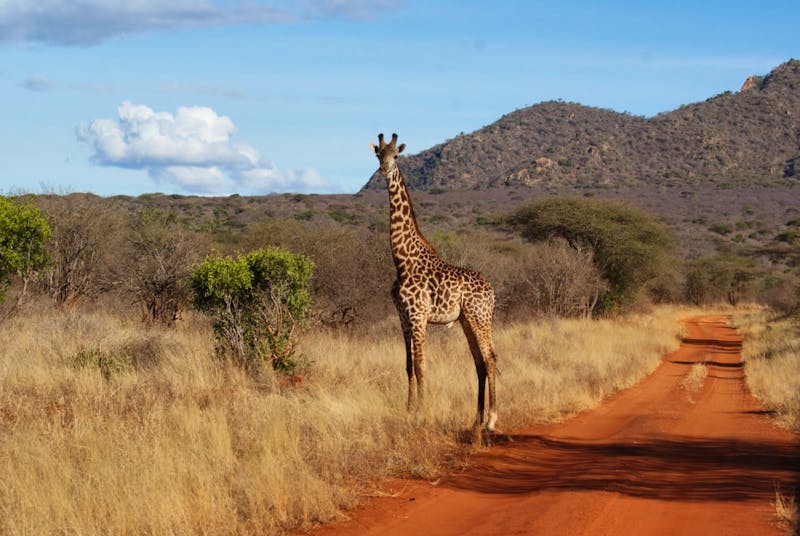 Giraffe im Tsavo West Nationalpark - ©Susanne Schirmann - Eberhardt TRAVEL
