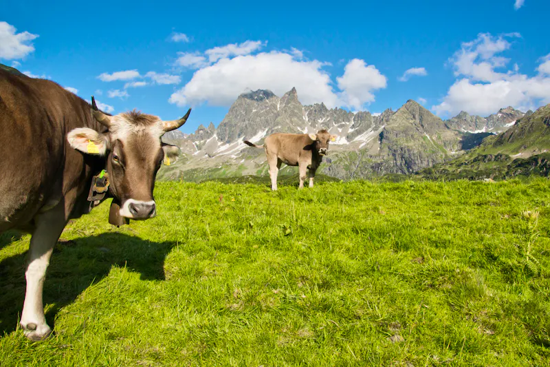 Kühe auf der Alm - &copy;Netzer Johannes - stock.adobe.com