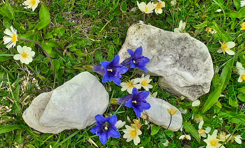 Enzian auf der Ursprungalm - &copy;Kerstin Hugel - Eberhardt TRAVEL