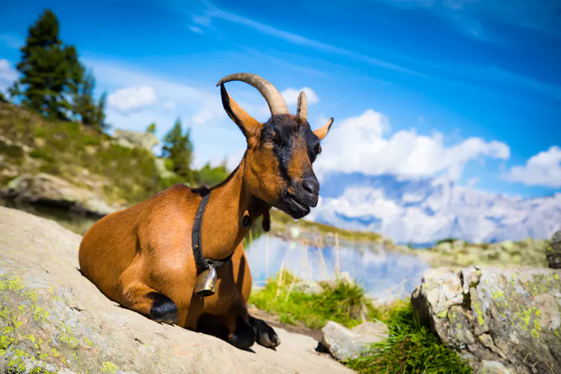 Ziege auf der Reiteralm - Ennstal - &copy;Martin Dworschak - stock.adobe.com