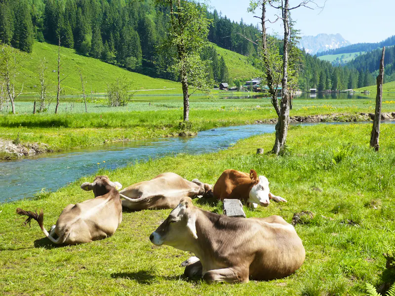 Kühe am Steirischen Bodensee - &copy;Kerstin Hugel - Eberhardt TRAVEL
