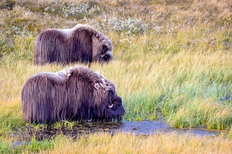 Moschusochsen im Dovrefjell-Sunndalsfjella-Nationalpark - ©Janita Webeler - stock.adobe.com