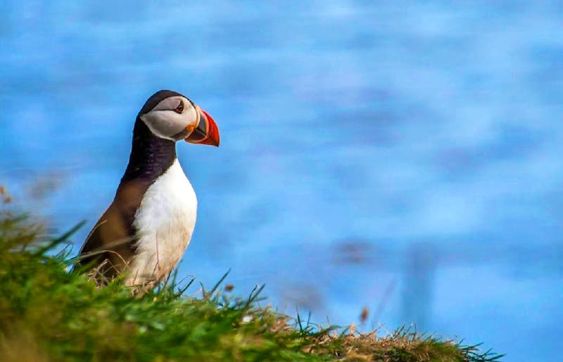Papageientaucher auf der Vogelinsel Runde - ©Konrad Füssel - Eberhardt TRAVEL