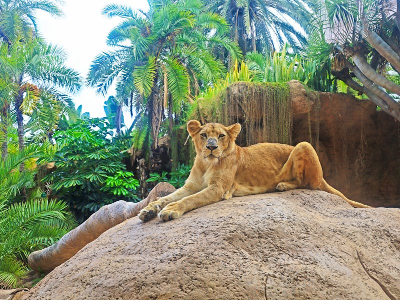 Löwe im Loro Parque - Puerto de la Cruz - ©clement - stock.adobe.com