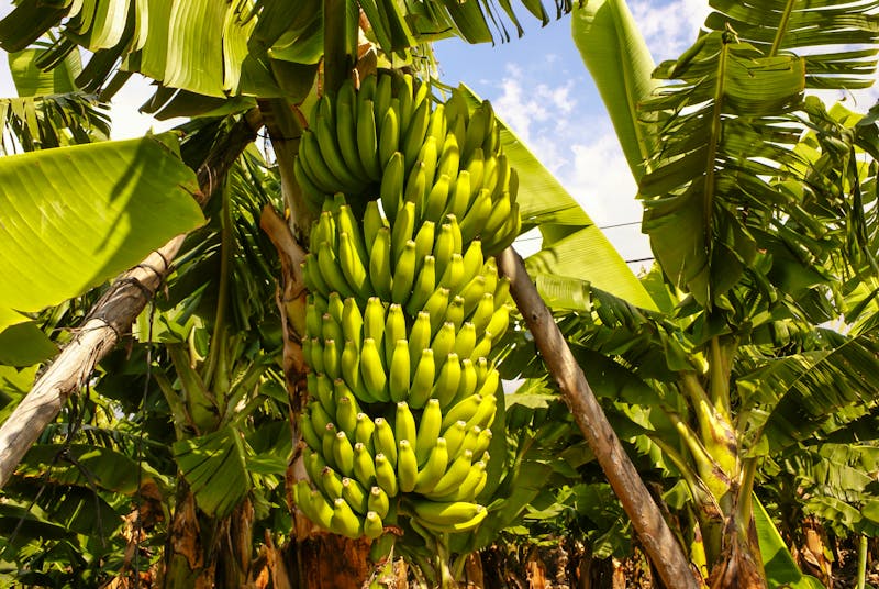 Bananenanbau auf Teneriffa - ©Lukasz Janyst - stock.adobe.com
